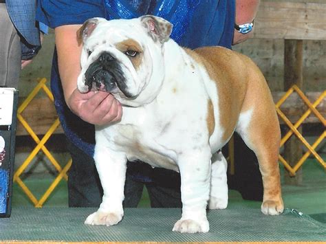  Bulldogs with champion bloodlines are highly regarded for their exceptional conformation, temperament, and adherence to breed standards