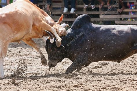  Bulldogs would attack from the bottom up going underneath the bull and aiming for the neck, making it hard for the bull to fight back