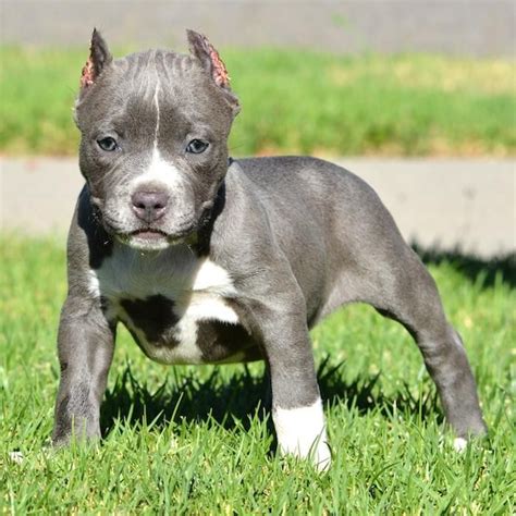 Bully Kutta Puppies For Sale