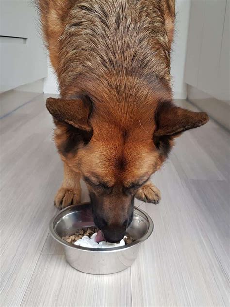  But, even as adults, German Shepherds love a bit of tasty toppers on their kibble