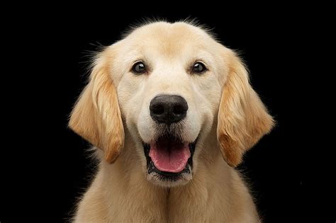 But, overall, a Golden Labrador is friendly, intelligent, energetic, and affectionate