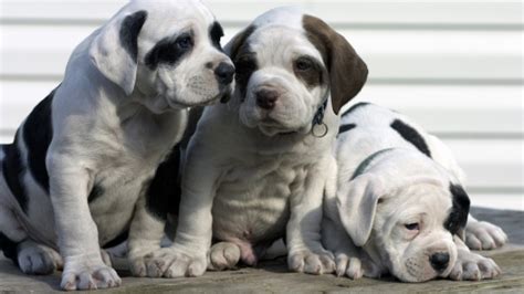  But, the other parent breed could affect how much grooming your American Bulldog Mix needs