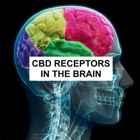  But CBD can bind to receptors in the brain … researchers speculate this can improve the functioning of the nervous system