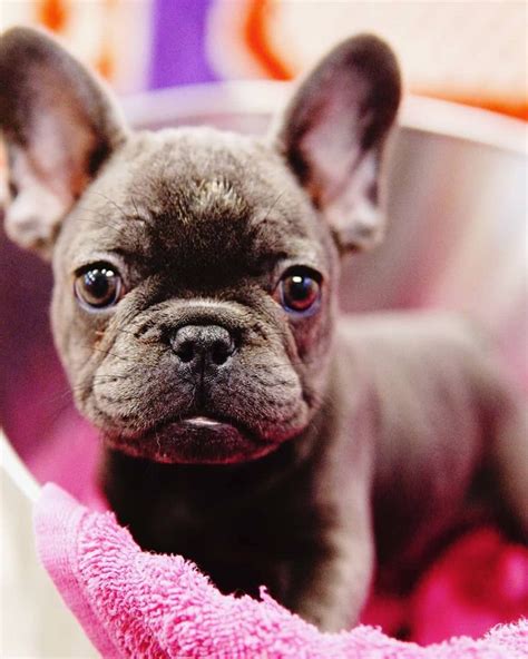  But French Bulldogs also aren