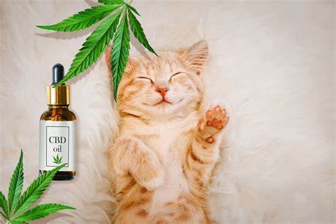  But always be careful to monitor your cat after use to see how CBD works for them
