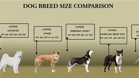  But another dog of the same breed and similar size may need 15 or 20 milligrams