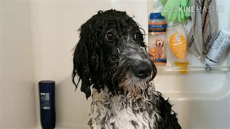  But as furparents, it is recommended that you know how to give your Bernedoodle a bath