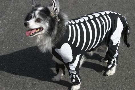  But as you probably know, picking out the best dog costume for Halloween is actually so much fun, especially since there are so many easy DIY options and store-bought picks to have everyone oohing and aahing over them come October 31st
