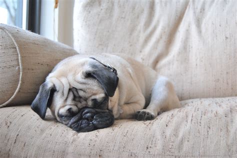  But be forewarned: Pugs wheeze, snort, and snore so you may want to invest in some ear plugs