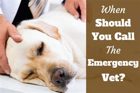  But contact your vet immediately if you have any concerns
