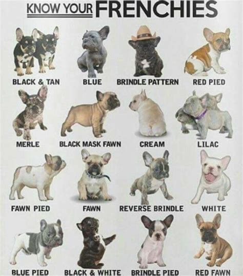  But did you know Frenchies