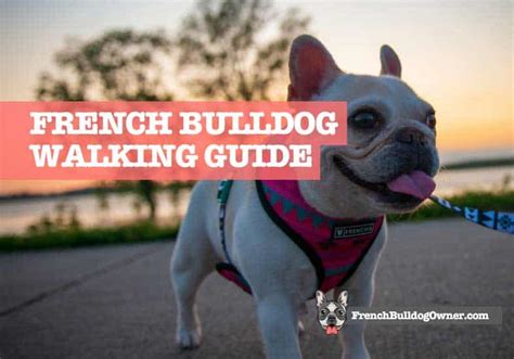 But exactly how often and how far should their walk lengths be? How much walking do French Bulldogs need? Adult: 30 to 45 minutes