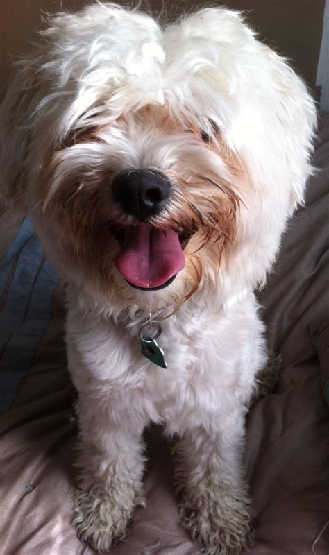  But for the most part a Havanese gets along well with other house pets and is very tolerant of well-behaved children