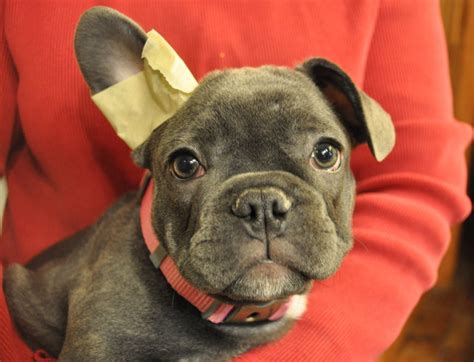  But if I happened to own a French bulldog puppy with droopy ears, I would never tape them up so taping a French Bulldog ears is not a recommended method by anyone here at the Frenchiestore