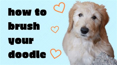  But in general, a goldendoodle needs daily brushing to avoid painful matting