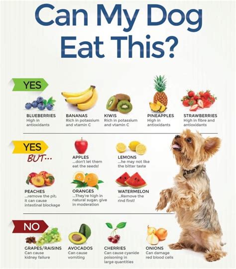  But not all of these additives are safe for dogs
