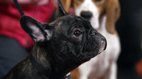  But now having been a French bulldog owner for 3 years, I can now look back and give you some more detail on exactly what our French bulldog puppy feeding schedule was like and how it worked for us and him