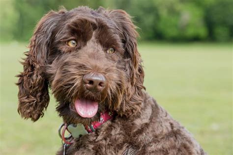  But otherwise, chocolate Labradoodles are just like any other Labradoodle