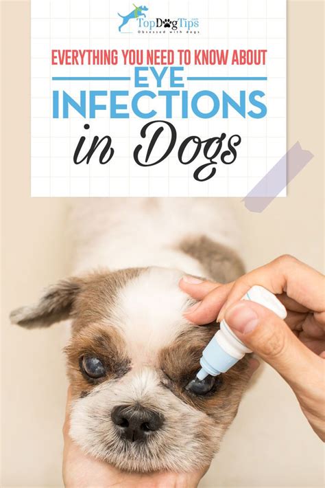  But over time, it can make your dog prone to dry eye and infections , so it shouldn
