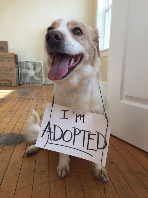  But please understand, that dog may already be in the process of being adopted by an approved family who has been waiting weeks to be matched with the right dog