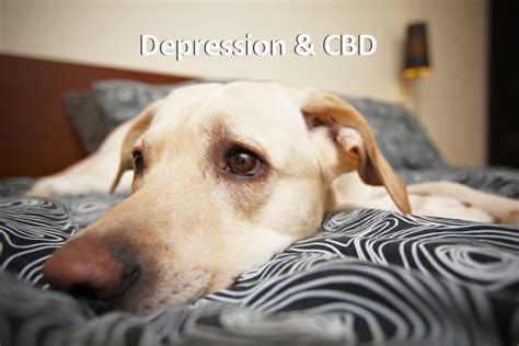  But sometimes certain life changes can produce stress and anxiety in them, which can eventually lead to canine depression