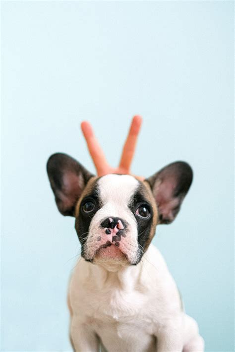  But the intriguing thing about the French Bulldogs ears is that they all don