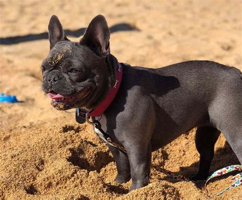  But the popularity of the dog means there can be a lot of competition for the Frenchies that do need a home