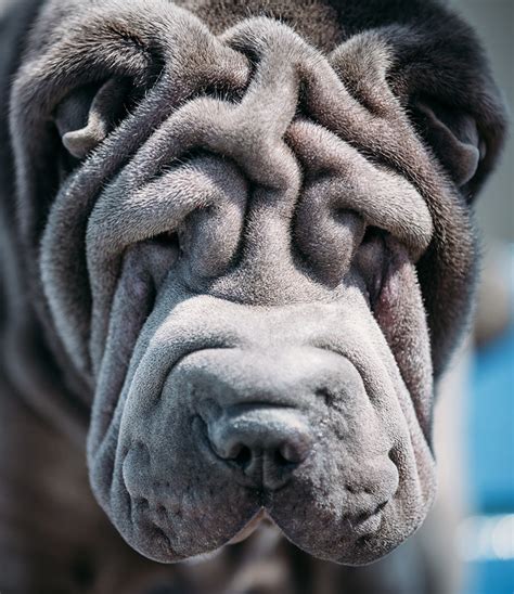  But the wrinkles on the face and shoulders are pure Shar Pei