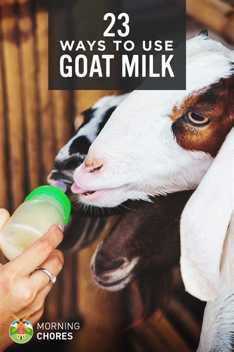  But using goat milk will put a stop to all of these
