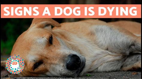  But what about a dog? Do they have one and if so, where in the world is it? HowStuffWorks finds it