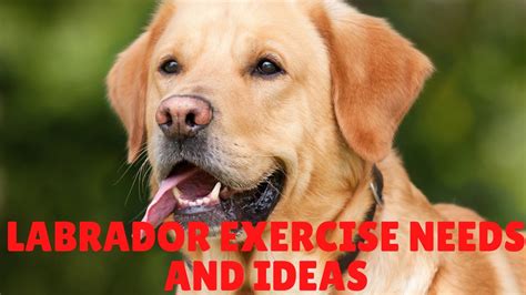  But what about exercise? Exercise Needs The Bulldog and the Labrador are quite different when it comes to their exercise needs