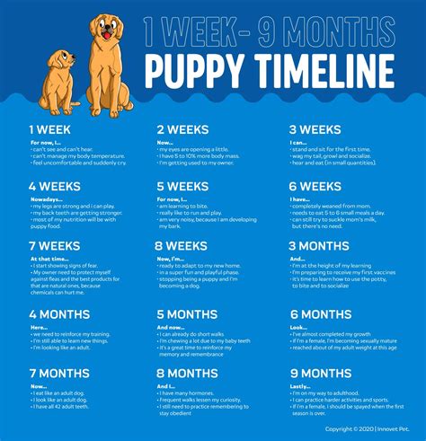  But when it comes to the brief but vital puppy months, knowing what to expect is critical to your new puppy