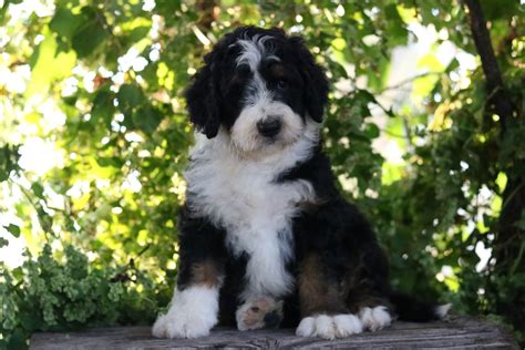  But you can be sure that any Bernedoodles for sale Tucson AZ breeders offer on our site grow out of that phase and come around to heeding your almost every command