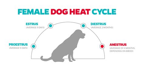  But you should never breed a Lab during her first heat cycle, as she
