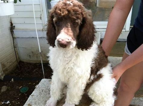  Buy Now CKC standard poodles Hello we have 3 poodles available they have been vet checked and had first and second set of shots please call or text xxx-xxx-xxxx View Detail Moyen poodle male puppy Hypoallergenic, vaccinated, puppy pad trained, and ready for his furever home! Great with children and other animals
