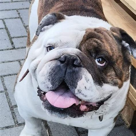  Buy Now English Bulldog male, Baloo Baloo is a 15 week old blue tri-mail prefer a pet home vet checked healthy