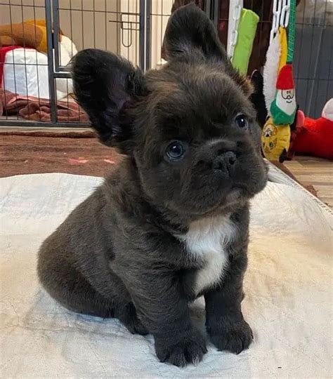  Buy Now French bulldog and fluffy bulldogs Inbox Hey guys wondering if someone maybe interested in adopting one of my available puppies My puppies are 8 weeks old Each of my available puppies are akc registered and ready for adopting Th Buy Now Miss Pretty Hello! If you happen to find interest in our pups please follow us on instagram datsmushfacelife or contact me at xxx-xxx-xxxx to request more pics and videos