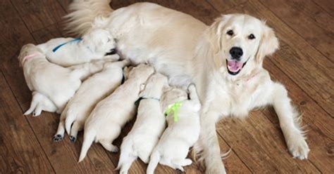  Buy a puppy of a mother who has only had only one litter, more than that means over-breeding and can lead to serious health implications; Ask if the puppy has been checked by a Vet; Ask to see the Puppy