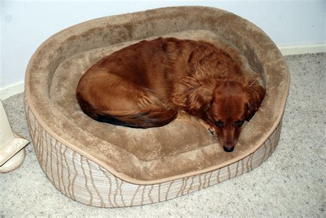  Buy her dog bed here — I love how this looks, but it also washes well in the machine