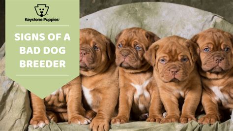 Buyers will also need to know how to distinguish good breeders from bad Bulldog breeders
