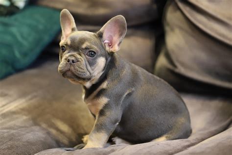  Buying a French bulldog is not the cheapest option you could have as reputable breeders put high price tags