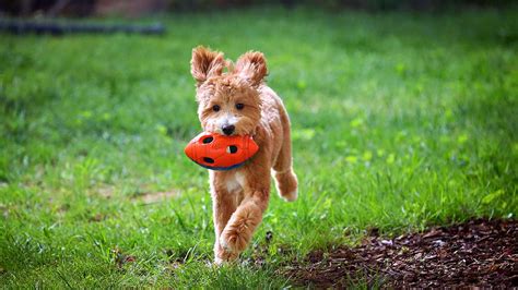  Buying a Trained Puppy — You can opt to have your puppy purchased at Fox Creek Farm trained by a professional trainer