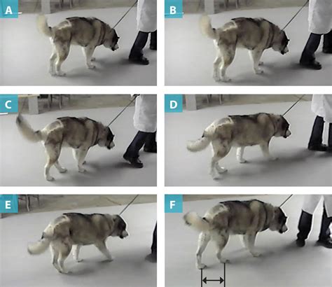  By 10 weeks, most dogs do not have a substantial limp or gait abnormality
