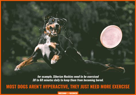  By Emma Castleberry 20 Sep Dogs naturally have a lot of energy and can get hyperactive