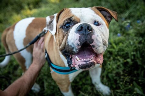  By adopting a rescue Bulldog, potential owners not only save on initial costs but also give a second chance to a dog in need
