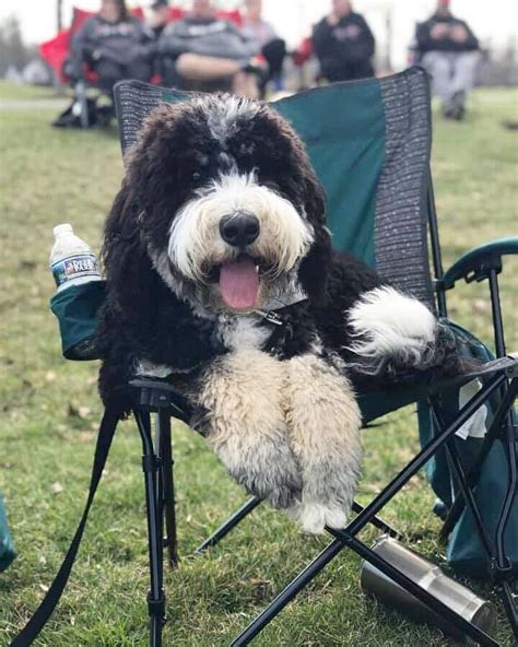  By adulthood, Bernedoodles will have reached their maximum height, however, you should keep a close eye on their weight as this can be affected by non-genetic factors such as nutrition and exercise