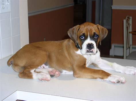  By asking this question you can ensure that your boxer pup has never had ANY health problems such as Parvo or other issues that may become apparent in later life such as heart disease