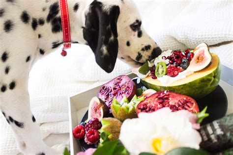  By choosing dog food with these beneficial supplements, you can provide your Frenchie with a well-rounded diet that supports their overall health