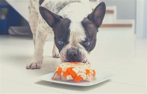  By choosing the best overall dog food for your Frenchie, you can support their overall health and well-being
