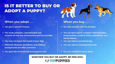  By considering adoption instead of purchasing from a breeder and opting for an older dog rather than a puppy, you can save money while still enjoying the companionship of this energetic and loving breed